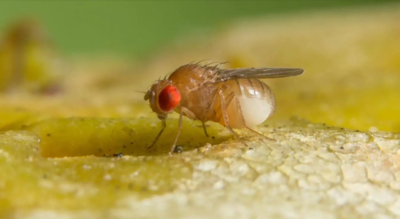 'Drosophila melanogaster', o mosca de la fruta, es un modelo muy utilizado en investigación biomédica.